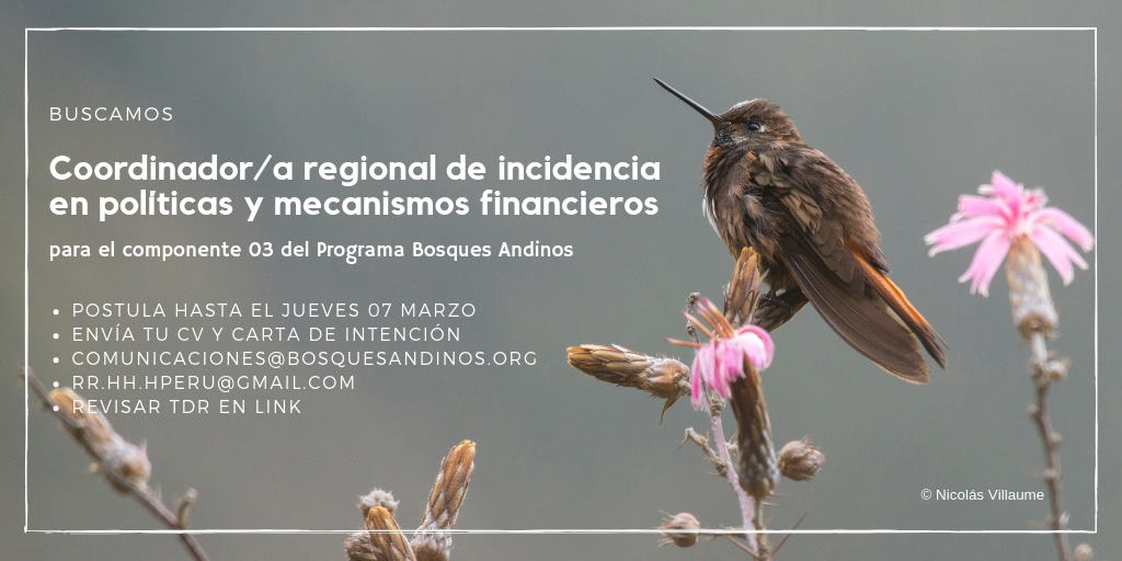 coordinador bosques andinos