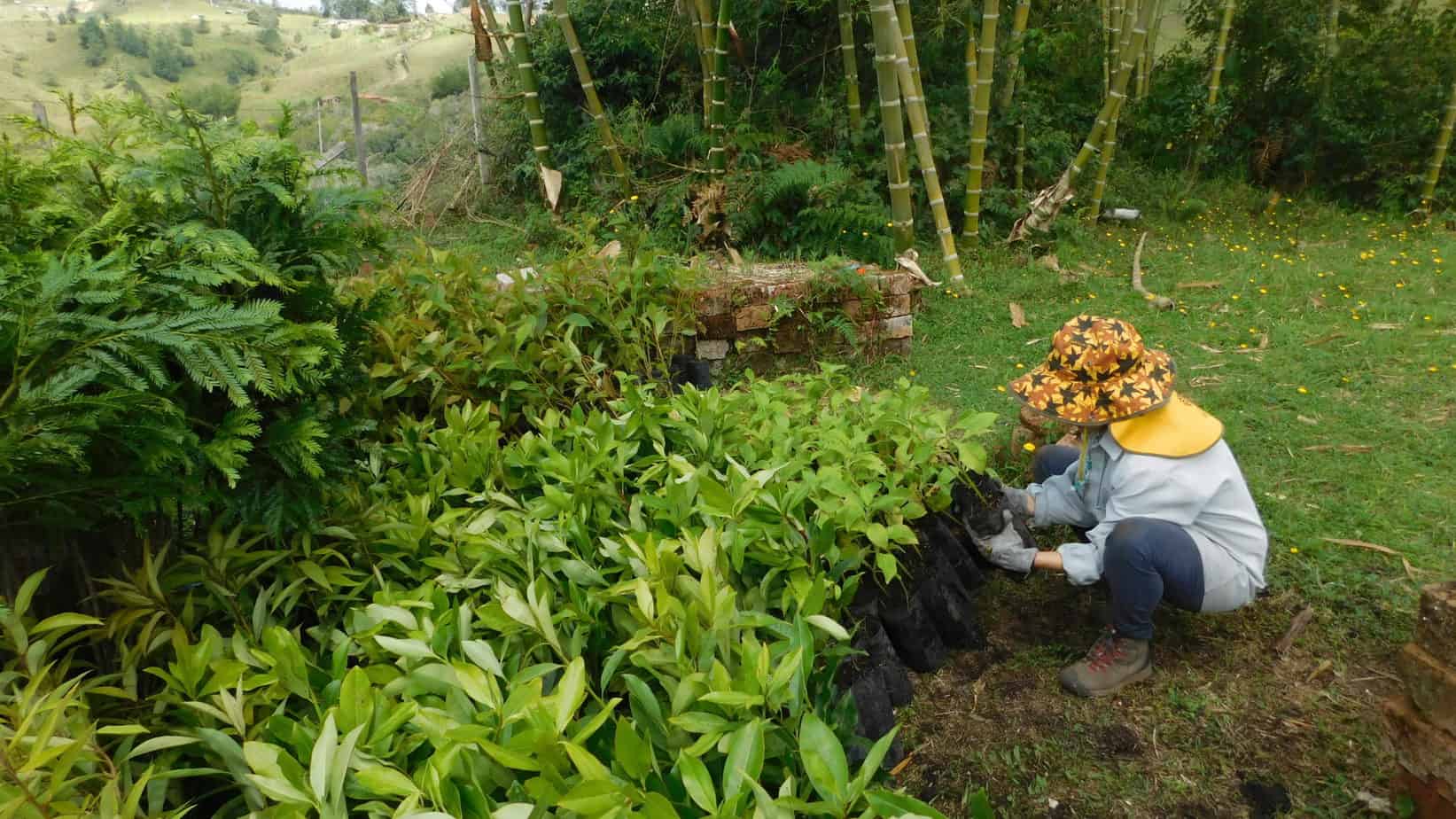 restauración bosques andinos antioquia