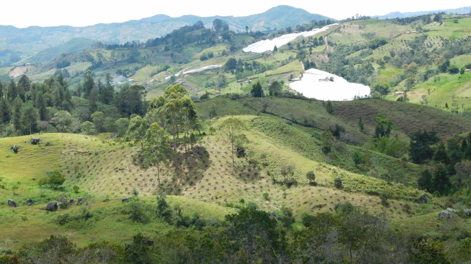 restauración bosques andinos antioquia