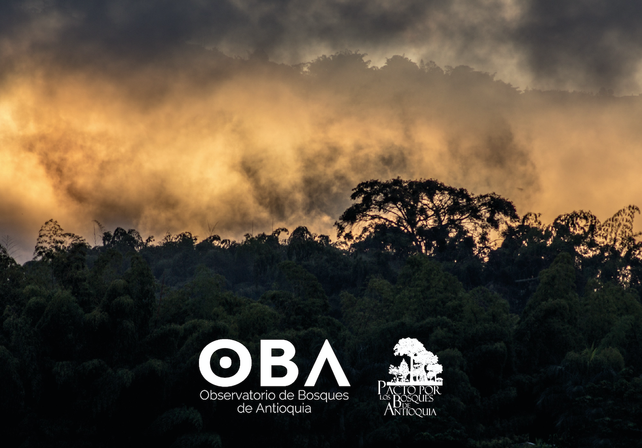 OBA, pasado, presente y futuro de nuestros bosques