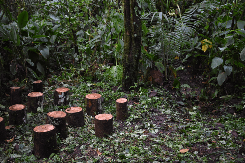 El Aula del Agua, Bosque Escuela Intillacta –Ecuador