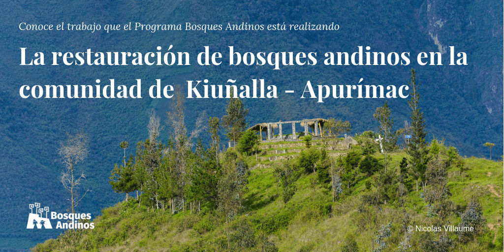 restauracion bosques andinos kiuñalla