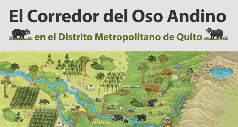 corredor oso andino