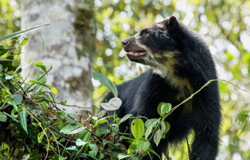 Oso de Anteojos del Ecuador