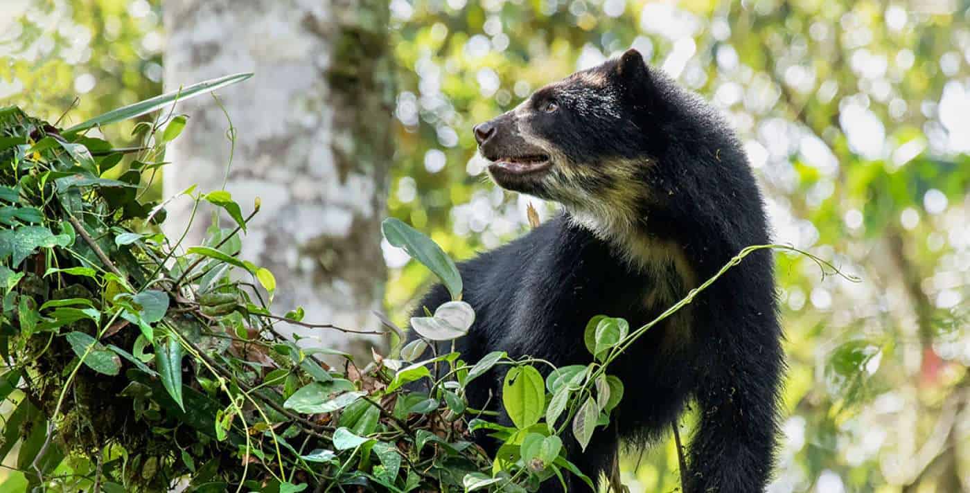 Oso de Anteojos del Ecuador