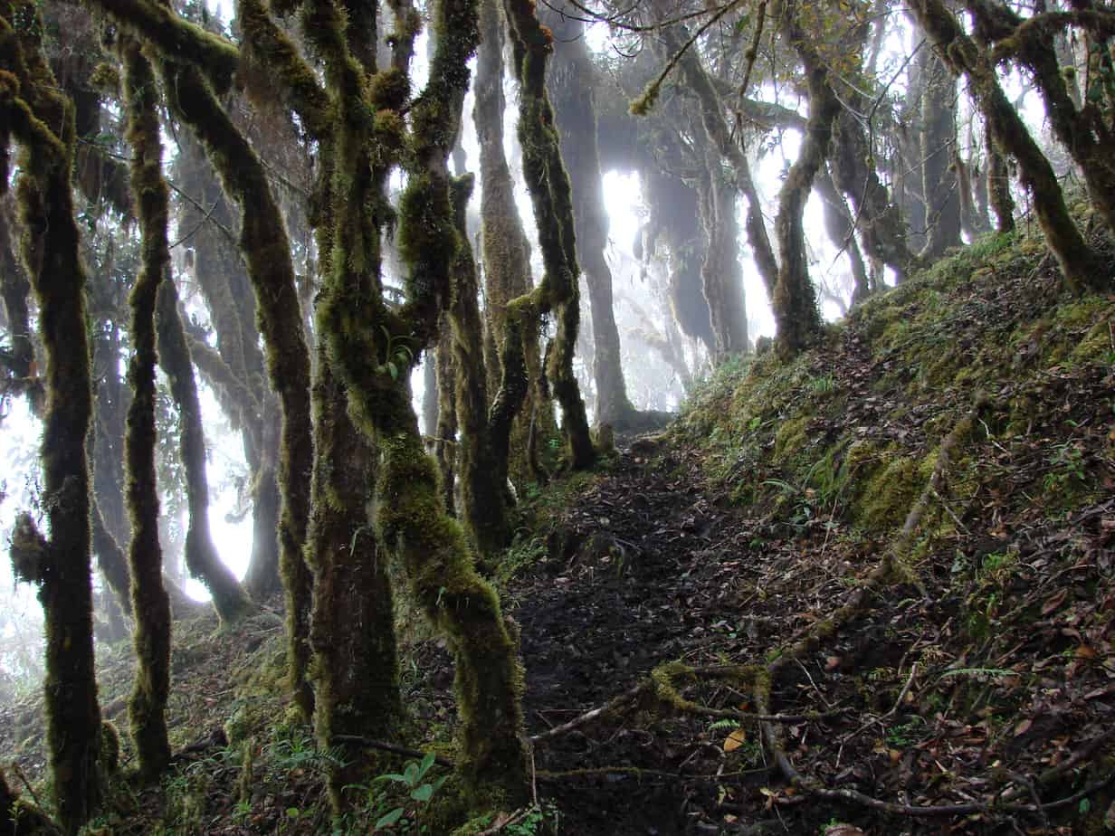Los bosques andinos | Bosques Andinos
