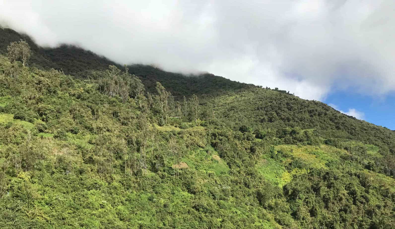 La importancia de los bosques para combatir el cambio climático | Bosques  Andinos