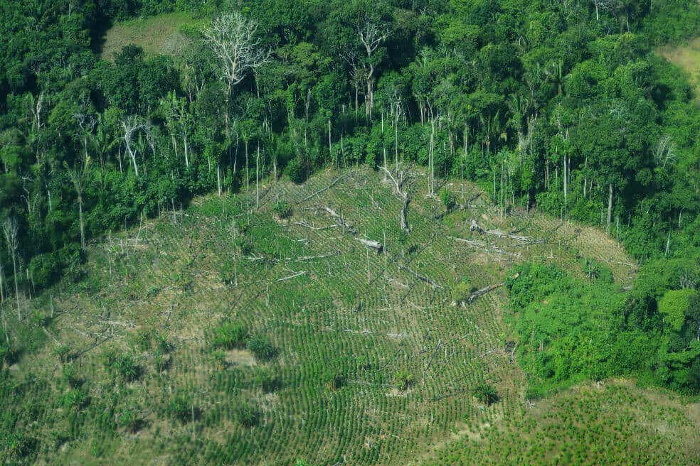 En discusión: Por la tala y el uso del suelo, los bosques tropicales ahora  capturan menos CO2 | Bosques Andinos