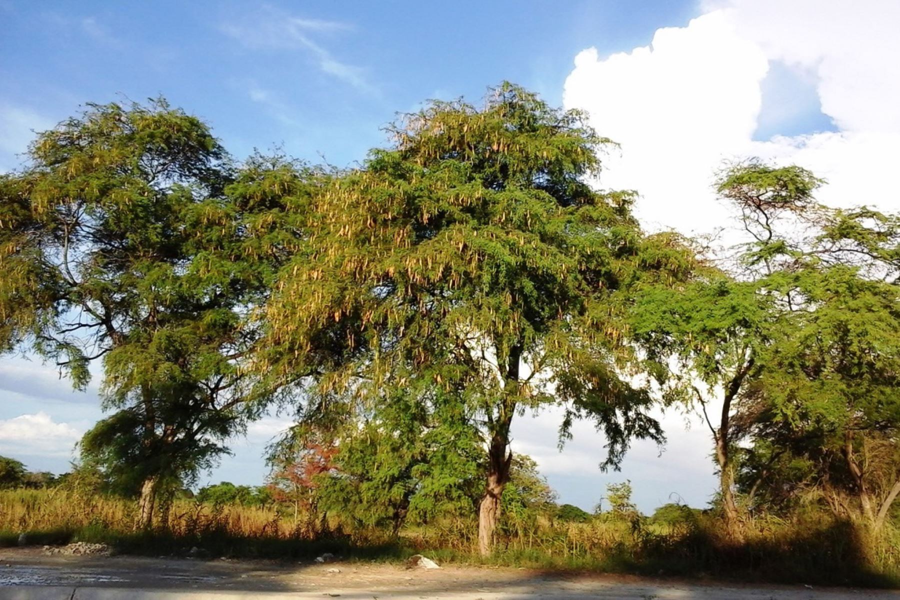 Situación del algarrobo en la costa norte del Perú | Bosques Andinos