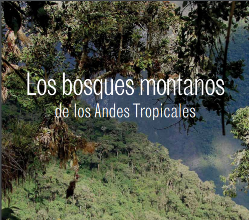 bosques montanos | Bosques Andinos