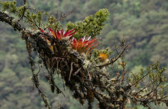 Orquídea en Ampay