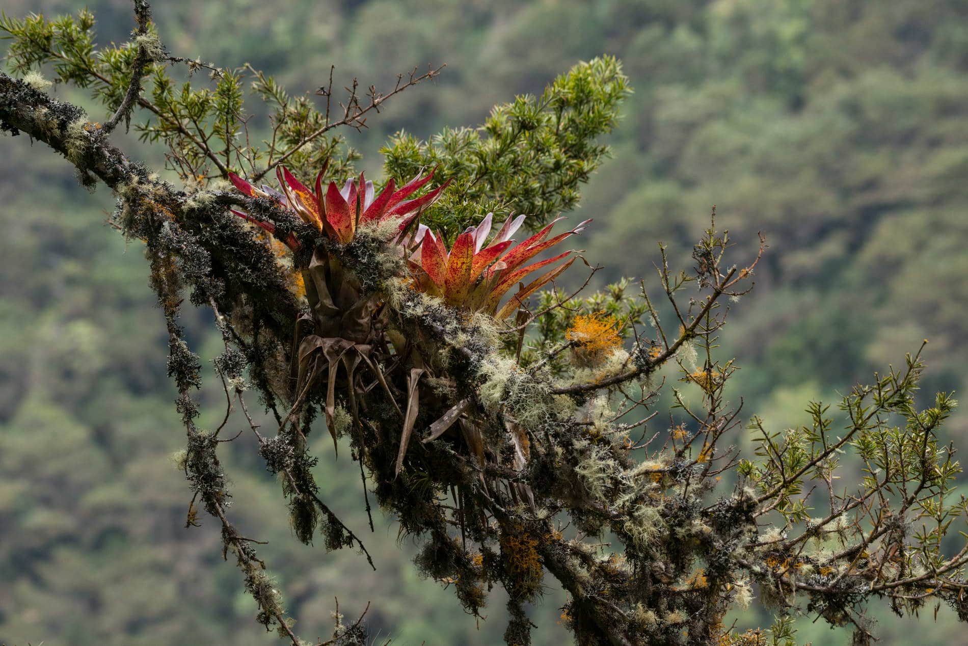 Orquídea en Ampay